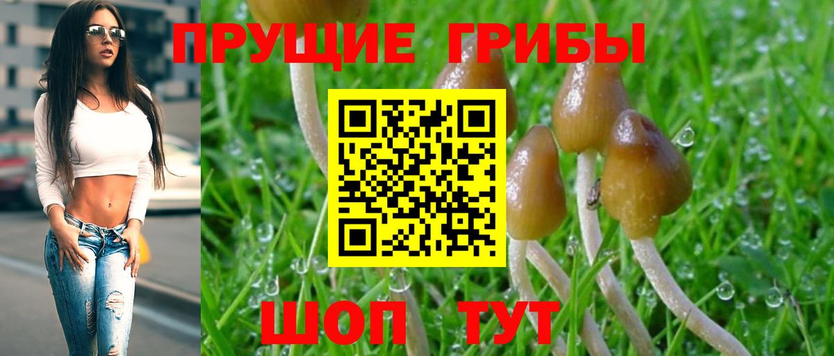 Галлюциногенные грибы Psilocybe Светлоград